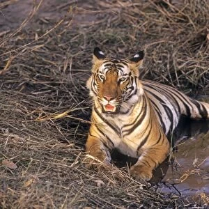 Bengal / Indian Tiger - lying in jungle pond. Bandhavgarh National Park - India
