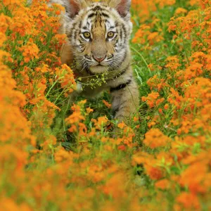 Bengal tiger - cub, Endangered Species C3B1708