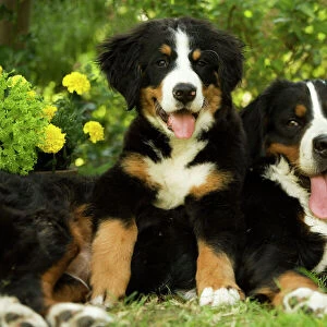 Working Jigsaw Puzzle Collection: Bernese Mountain Dog