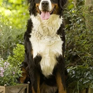 Bernese Mountain Dog - sitting in garden. Also known as Berner Sennenhund