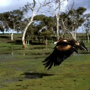Wedge-tailed eagle in flight Print Wedge-tailed eagle in flight Print