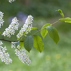 Bird Cherry - close up of flowers and leaves - Lincolnshire - UK