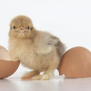 BIRD, one day old chick, chicken, with egg shells, on white background, studio