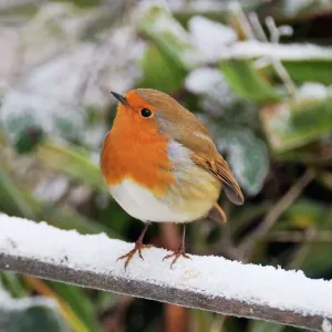 BIRD. Robin JD-21792-C Print - Erithacus rubecula BIRD. Robin JD-21792-C Print - Erithacus rubecula