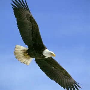 Bald Eagle Print - In Flight Bald Eagle Print - In Flight
