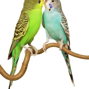 Budgerigars Print - Two Perched Birds Budgerigars Print - Two Perched Birds