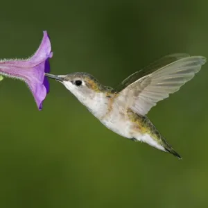 Ruby-throated Hummingbird Print (JZ-2033) - Archilochus colubris