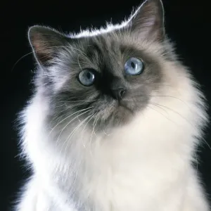 Gato Birmania Gato Birmania
