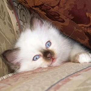 Birman Cat - kitten under cusion on sofa