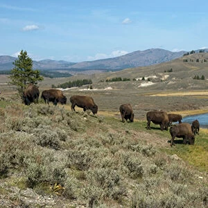 Bison Herd grazing in Hayden Valley with Yellowstone River in background. Yellowstone NP. USA