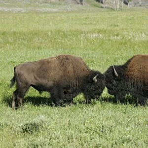 Bison Yellowstone National Park, Wyoming, USA