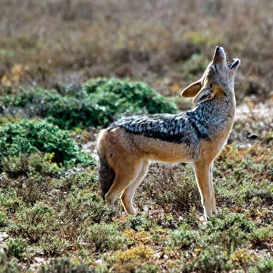 Dogs (Wild) Collection: Black-backed Jackal