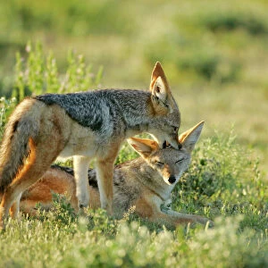 Dogs (Wild) Jigsaw Puzzle Collection: Black-backed Jackal