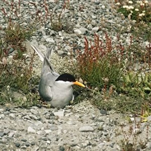 Laridae Collection: Black Fronted Tern