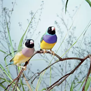 Waxbills Collection: Gouldian Finch