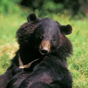 Ardea Wildlife Print of Black Himalayan Bear JR-145 Ardea Wildlife Print of Black Himalayan Bear JR-145