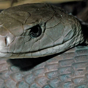Black-Headed Snake