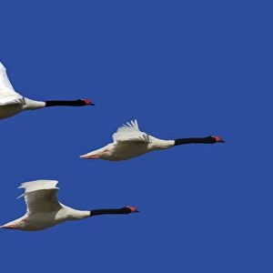 Black-necked Swan - three in flight. Magallanes Peninsula - Patagonia - Argentina
