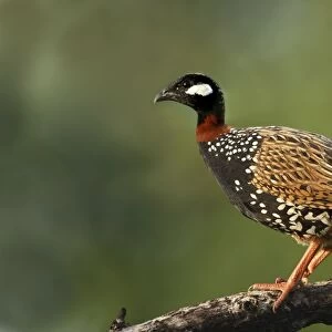 Black Partridge / Francolin - on the perch. Corbett National Park - Uttaranchal - India