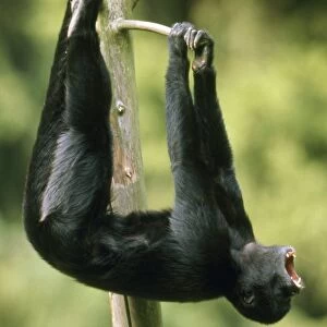 Black Spider Monkey - male howling