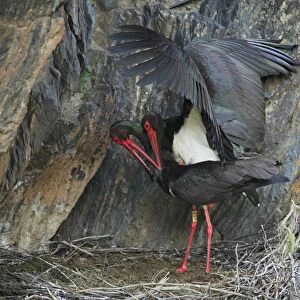 Black Stork - pair at nest, copulating, Portugal