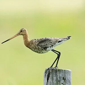 Black-tailed Godwit - female taking off from post, Texel, Holland