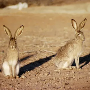Black-tailed Jackrabbit Print Black-tailed Jackrabbit Print