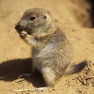 Black-tailed Prairie Dog - young eating