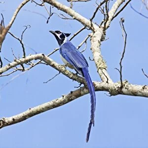 Black-throated Magpie-jayi. Bird of northwestern Mexico. Nayarit Mexico in March