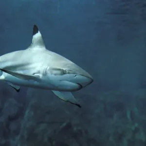 Black-tip Reef Shark Print Black-tip Reef Shark Print