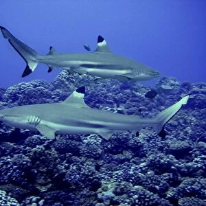 Black Tip Reef Sharks Males swimming along reef edge Moorea, French Polynesia