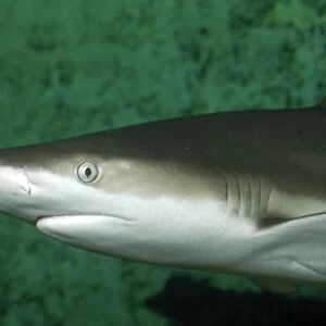 Black Tipped Reef Shark- Indo Pacific