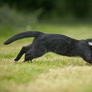 Black and White Cat - running