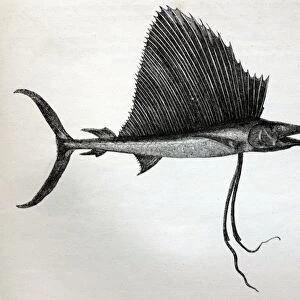 Black & White Illustration: Swordfish (sailor fish) from Wood 1863