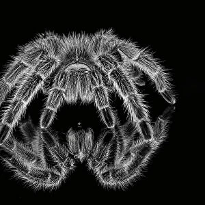 Black and white of Mexican redknee tarantula reflected on mirror. Date: 31-12-1999
