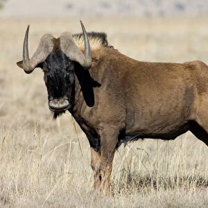 Black Wildebeest / White-tailed Gnu - Mature bull. Endemic in South Africa, Lesotho and Swaziland. Formerly brought to brink of extinction, now widely reintroduced. Mountain Zebra National Park, Eastern Cape, South Africa