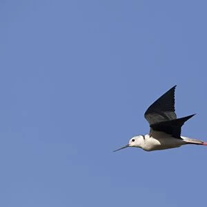 Black winged Stilt - adult in flight - Southern Spain