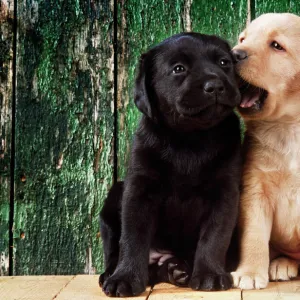 Black & Yellow Labrador Dog - puppies by barn door