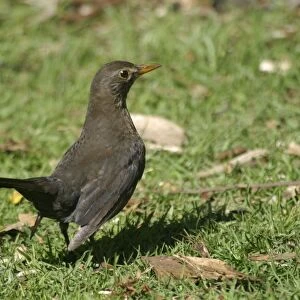 Blackbird Female Western Springs, Auckland, New Zealand