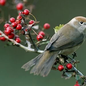 Blackcap - Female with berries of hawthorn
