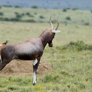 Blesbok - Male displaying on stamping ground. Endemic in South Africa. Inhabits fynbos and open grassland where water is available, feeding mostly on grasses. Mountain Zebra National Park, Eastern Cape, South Africa