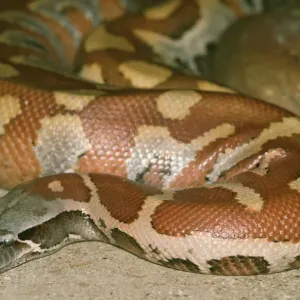 Blood Python