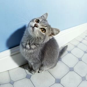 Blue Cat - kitten, fish eye lens