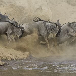 Blue / Common Wildebeest - leaping into the Mara River to cross - Masai Mara Reserve - Kenya