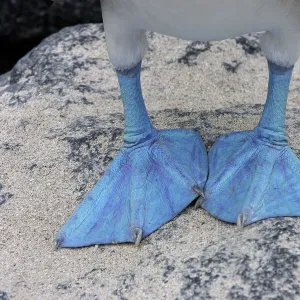 Blue-Footed Booby - close-up of feed. Espagnola Island - Galapagos