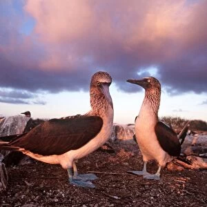 Blue-footed Booby - courtship display at sunset - Cape Douglas, Fernandina Island, Galapagos AU-1616