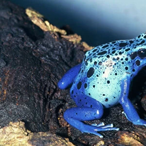 Blue Poison Dart Frog Southern Surinam