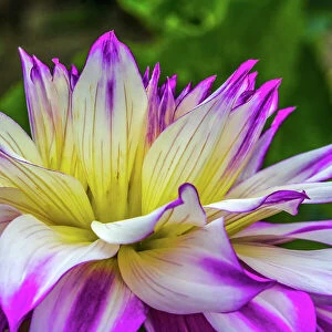 Blue purple white Dinnerplate AA dahlia blooming. Dahlia named Ferncliff Illusion Date: 07-02-2021