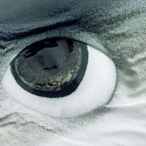 Blue Shark Eye - shows ampullae of Lorenzini