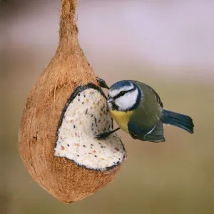 Blue Tit Print on Coconut Filled with Nut Mixture